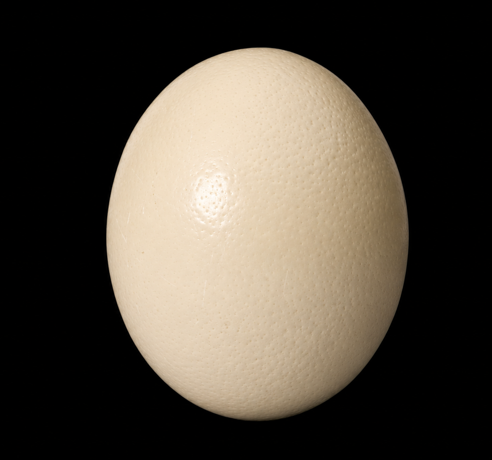 Ostrich Egg