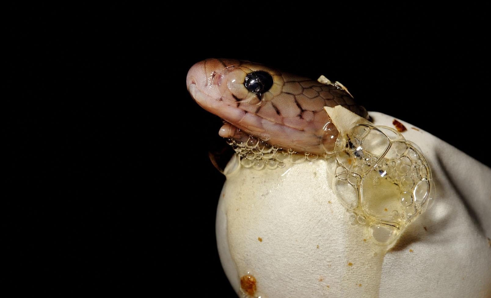 Snake Egg
